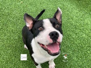WATCH MY VIDEOHow cute is Harold Meet Harold a 2-year-old sweetheart whos ready to start his new 