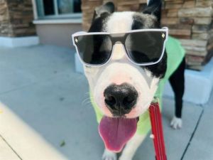 WATCH MY VIDEOHow cute is Harold Meet Harold a 2-year-old sweetheart whos ready to start his new 