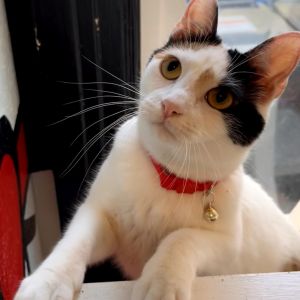 Jools Domestic Short Hair Cat
