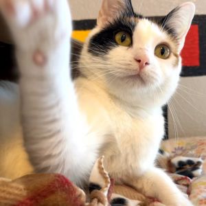 Demure Domestic Short Hair Cat