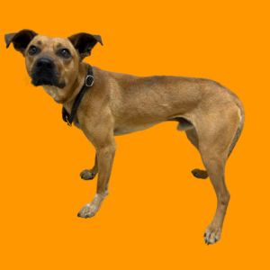 TUSC-Stray-80291