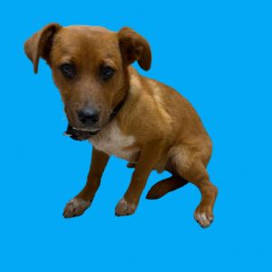 TUSC-Stray-80293