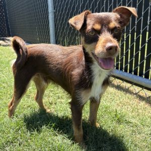 Peevy, Adult Male Terrier