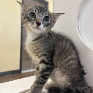 Julius Caesar Domestic Short Hair Cat