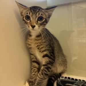 Julius Caesar Domestic Short Hair Cat