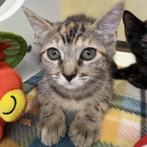 Marie Antoinette Domestic Short Hair Cat