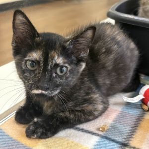 Cleopatra Domestic Short Hair Cat