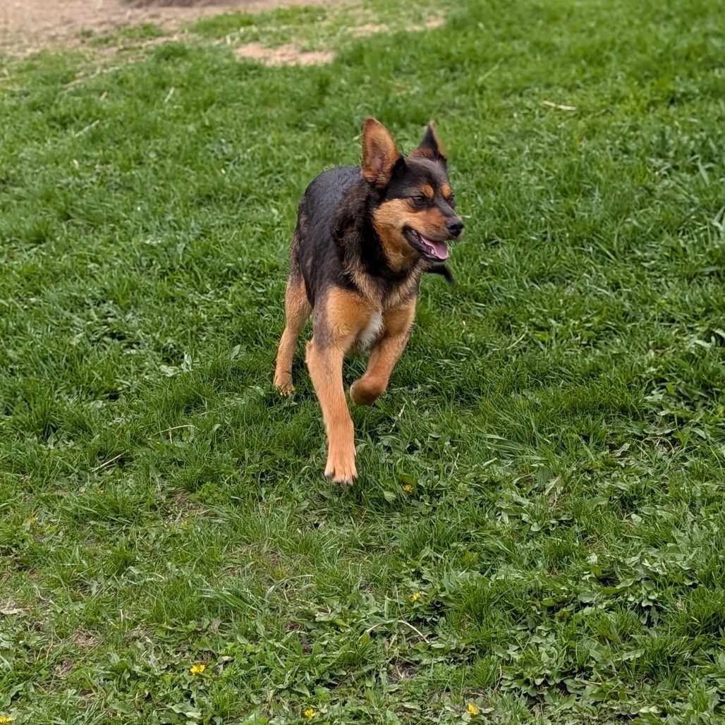 Remi