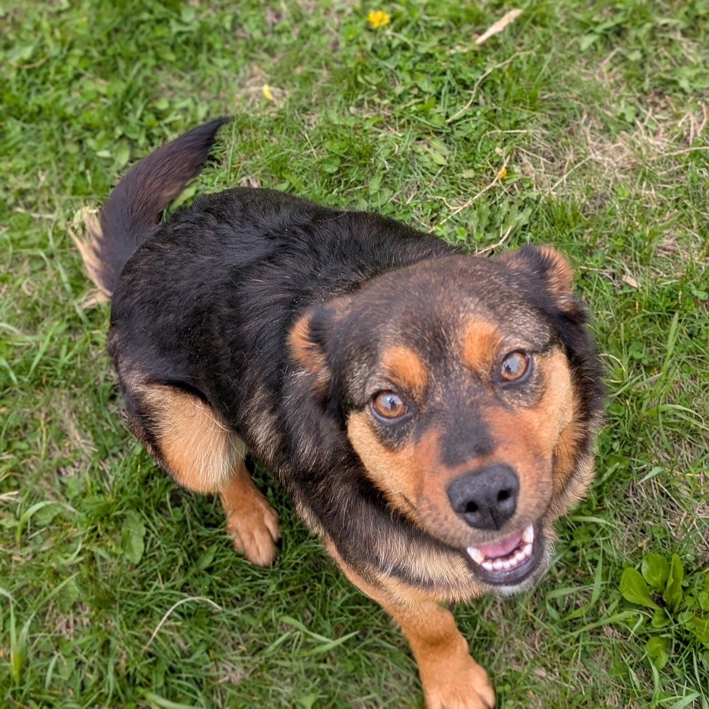Remi