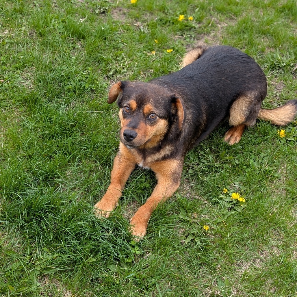 Remi