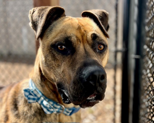 ROSCO*