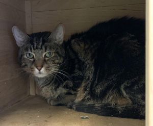 PRINCIPE Domestic Short Hair Cat