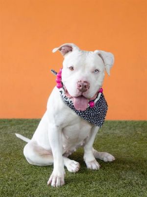 Meet Athena A2081904 a 5-year-old American Bulldog mix who has been at the shelter since April 