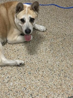 Hi my name is Lio and I am about 8 years old I am a gentle calm boy I like