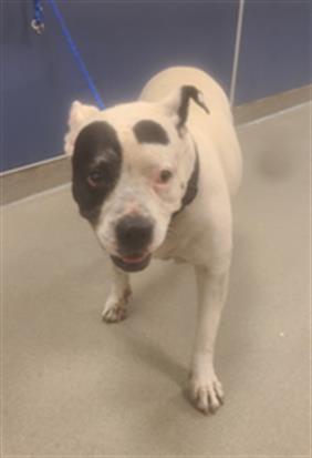SPECKLE American Bulldog Dog