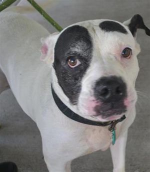 SPECKLE American Bulldog Dog