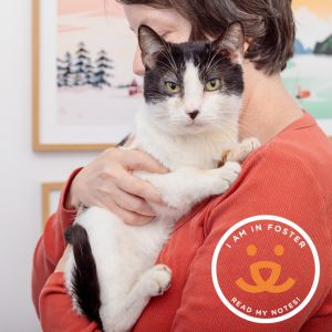 Pizzookie is a five year-old playful cuddly and very vocal cat who loves human