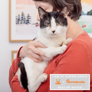Pizzookie is a five year-old playful cuddly and very vocal cat who loves human