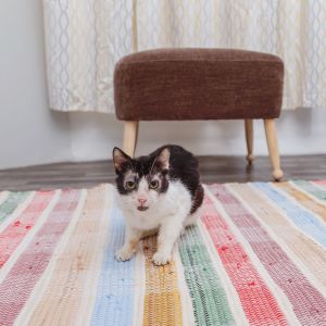 Meet Jello a sweet affectionate 2-year-old cat who despite some skin issues i