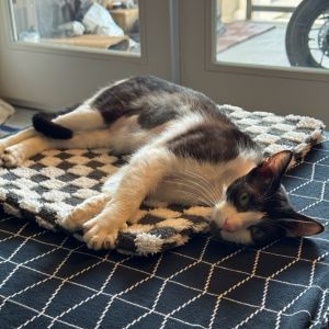Meet Jello a sweet affectionate 2-year-old cat who despite some skin issues is full of playful pe