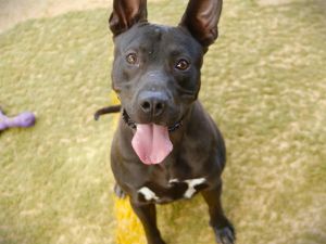 Hey there Im Bowsera 1-year-old Staffordshire Terrier type pup with big ears a big smile and an e