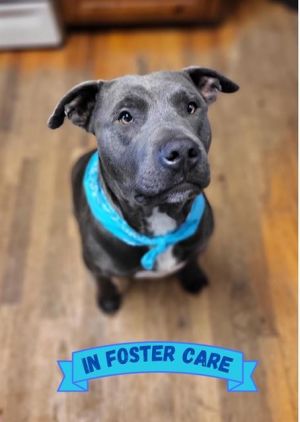 Hi Im Ahche a 65-pound boy who loves to make friends--human and canine alike After coming to the