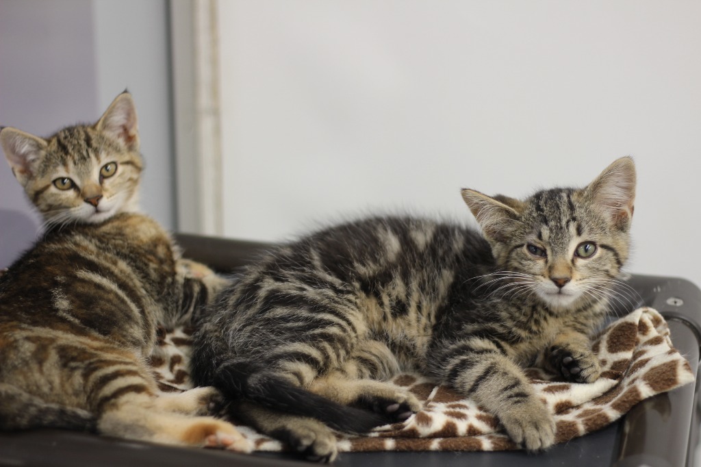 Indy & Ivan