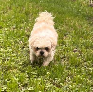 Einstein, Adult Male Shih Tzu