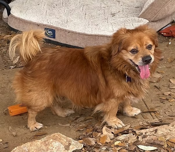 Yam, an adoptable Pekingese, Mixed Breed in Boerne, TX, 78006 | Photo Image 1