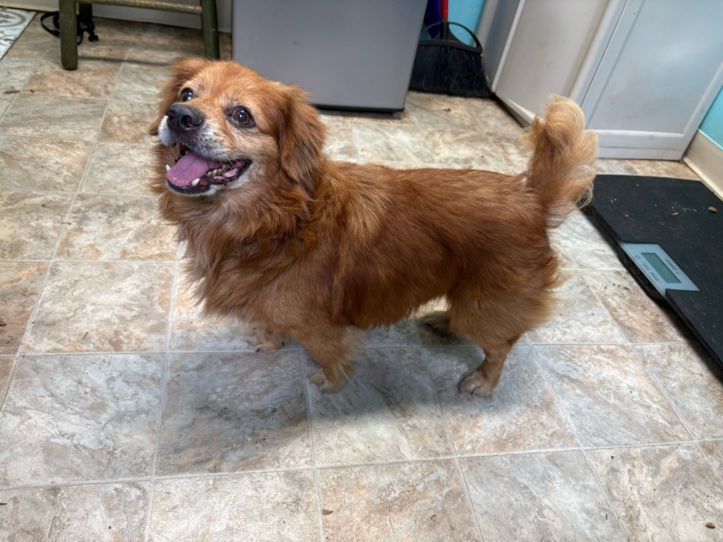 Yam, an adoptable Pekingese, Mixed Breed in Boerne, TX, 78006 | Photo Image 2
