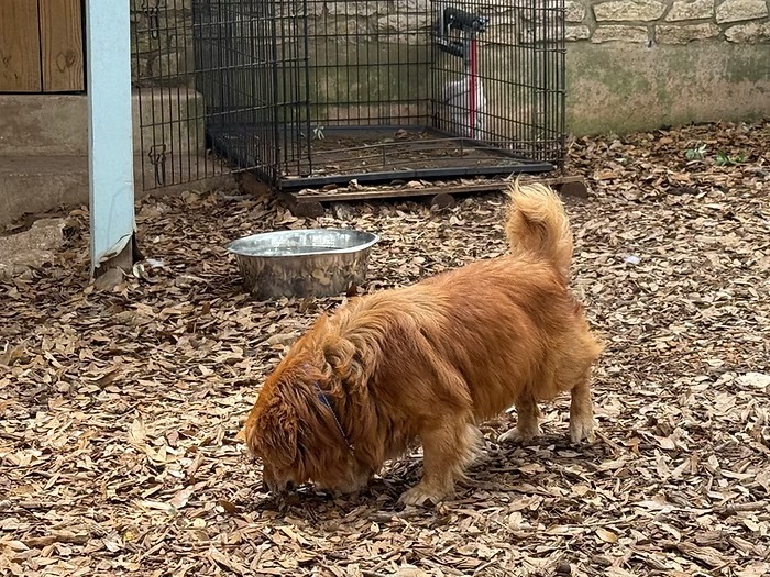 Yam, an adoptable Pekingese, Mixed Breed in Boerne, TX, 78006 | Photo Image 3