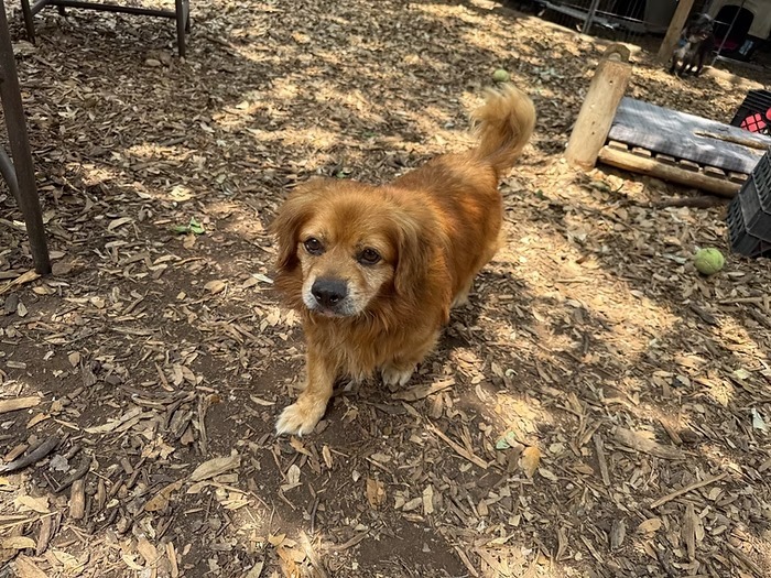 Yam, an adoptable Pekingese, Mixed Breed in Boerne, TX, 78006 | Photo Image 4