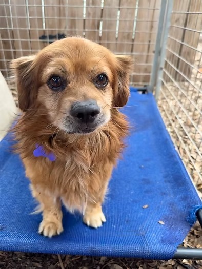 Yam, an adoptable Pekingese, Mixed Breed in Boerne, TX, 78006 | Photo Image 5