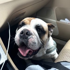 Say hello to Rafa This handsome 53-lb lovebug loves a good stroll and meeting new people and dogs