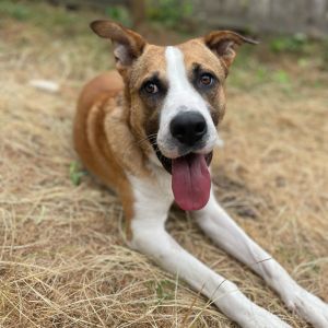 Looking for an adventure buddy who also loves to cuddle Weston is your dog Weston is a gorgeous ad