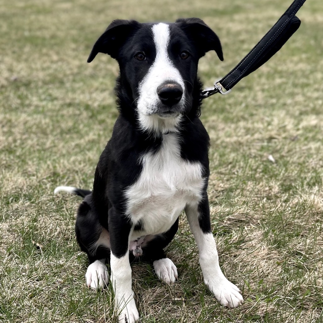 Domino