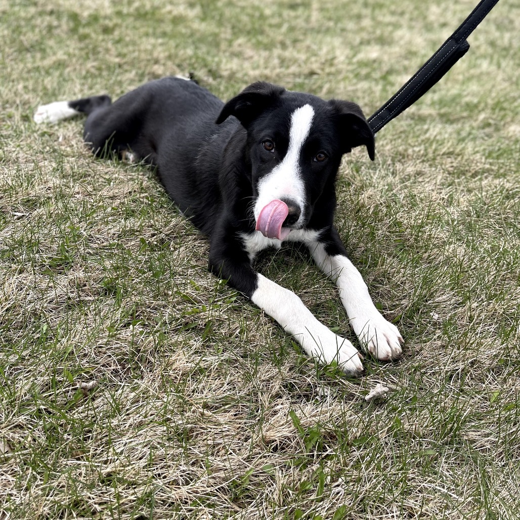 Domino
