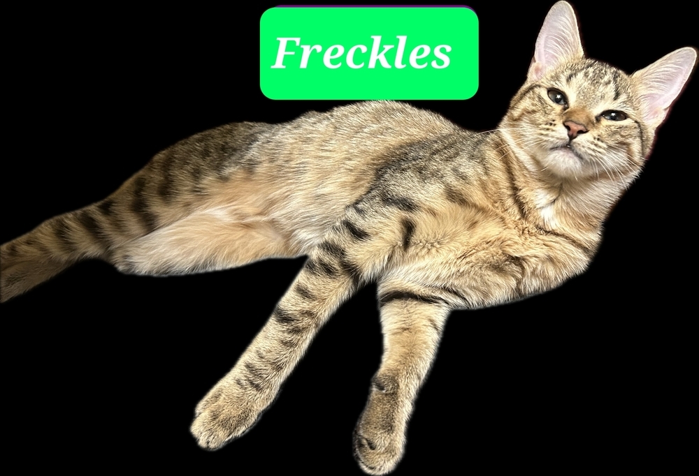 Freckles 4304