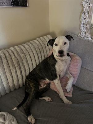 SCOUT, Adult Male unknown
