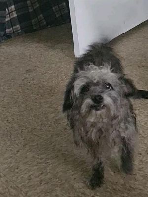 PUA, Adult Female Terrier