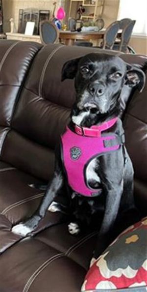 STAR, Adult Female Labrador Retriever
