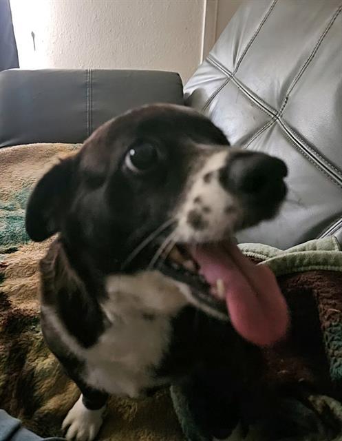 COCO