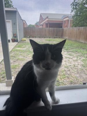 ALFIE, Adult Male unknown