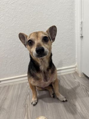 BELLA, Adult Female Chihuahua