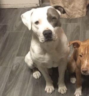 REX, Senior Male American Staffordshire Terrier
