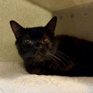 MICAH, Adult Male Domestic Medium Hair