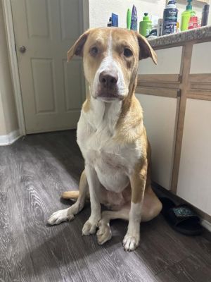 SIMBA, Young Male Labrador Retriever