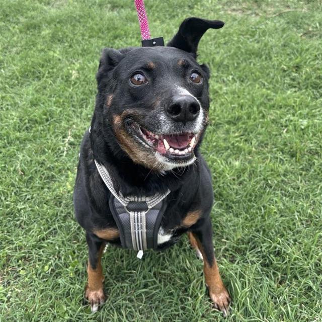ROSIE