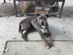 ZEUS, Adult Male unknown