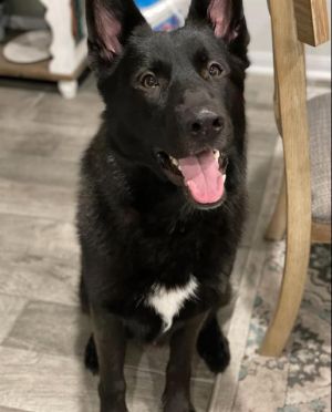 GHOST, Adult Male German Shepherd Dog